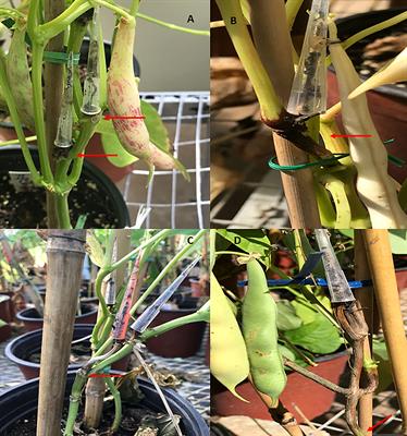 Screening a newly developed common bean germplasm with improved resistance to ashy stem blight in multiple environments